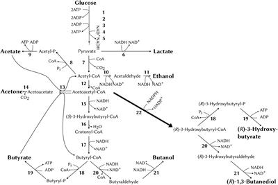 Development of Clostridium saccharoperbutylacetonicum as a Whole Cell Biocatalyst for Production of Chirally Pure (R)-1,3-Butanediol